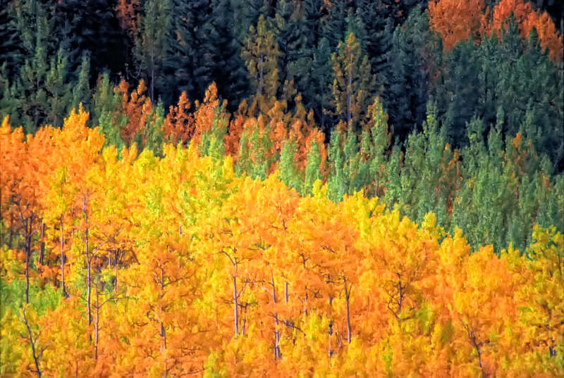 Fall colours on the North Canol Road, Yukon